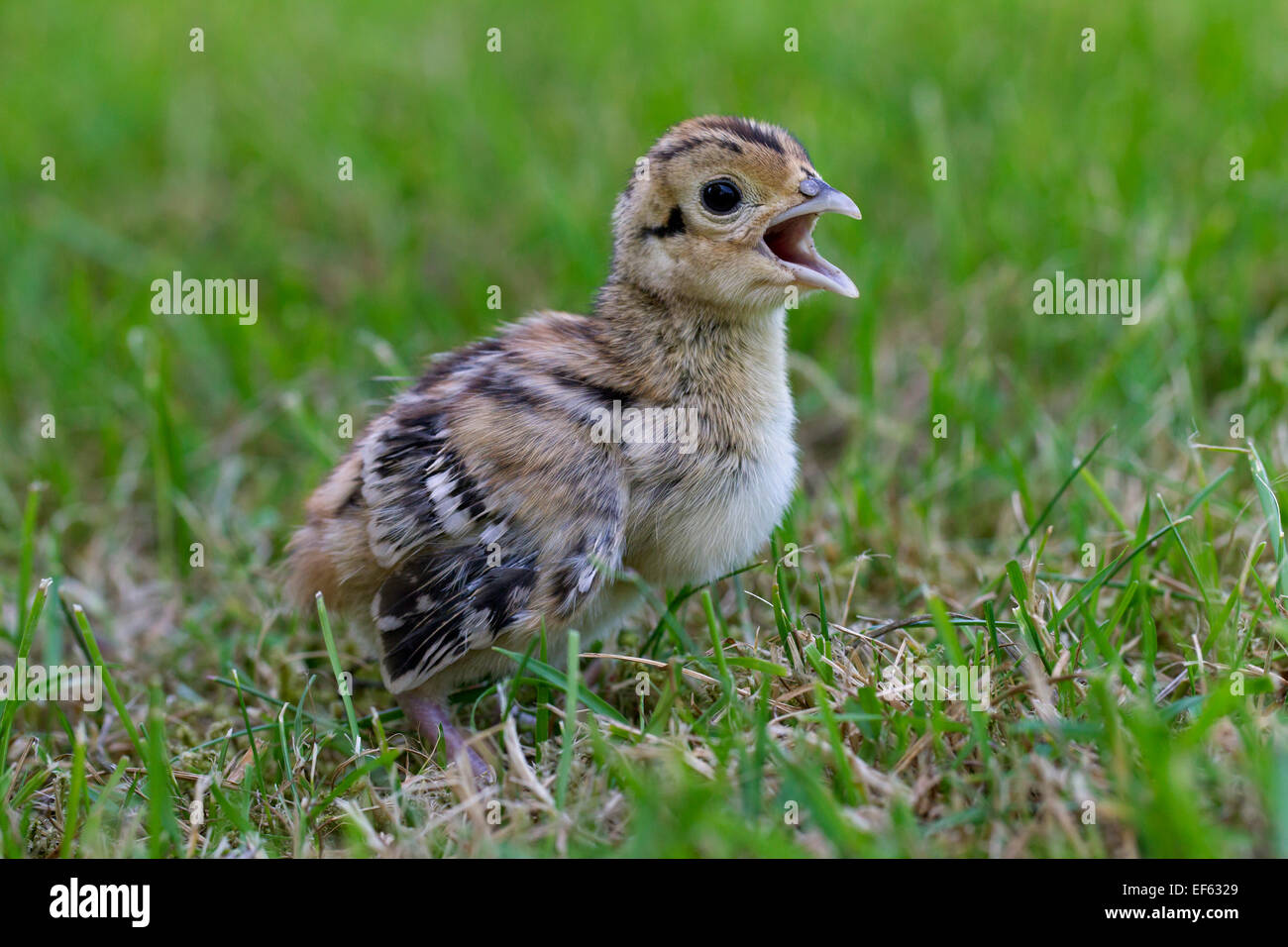 Il fagiano comune (Phasianus colchicus) chick chiamando in prati Foto Stock