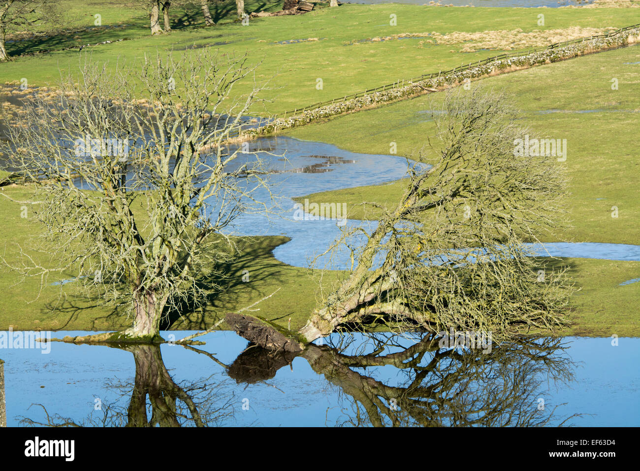 Alberi in campi allagati, uno caduto. Foto Stock