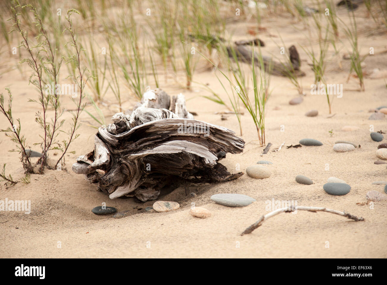Interessante driftwood naturale lungo la spiaggia, costa del lago Superior in Michigan superiore Foto Stock