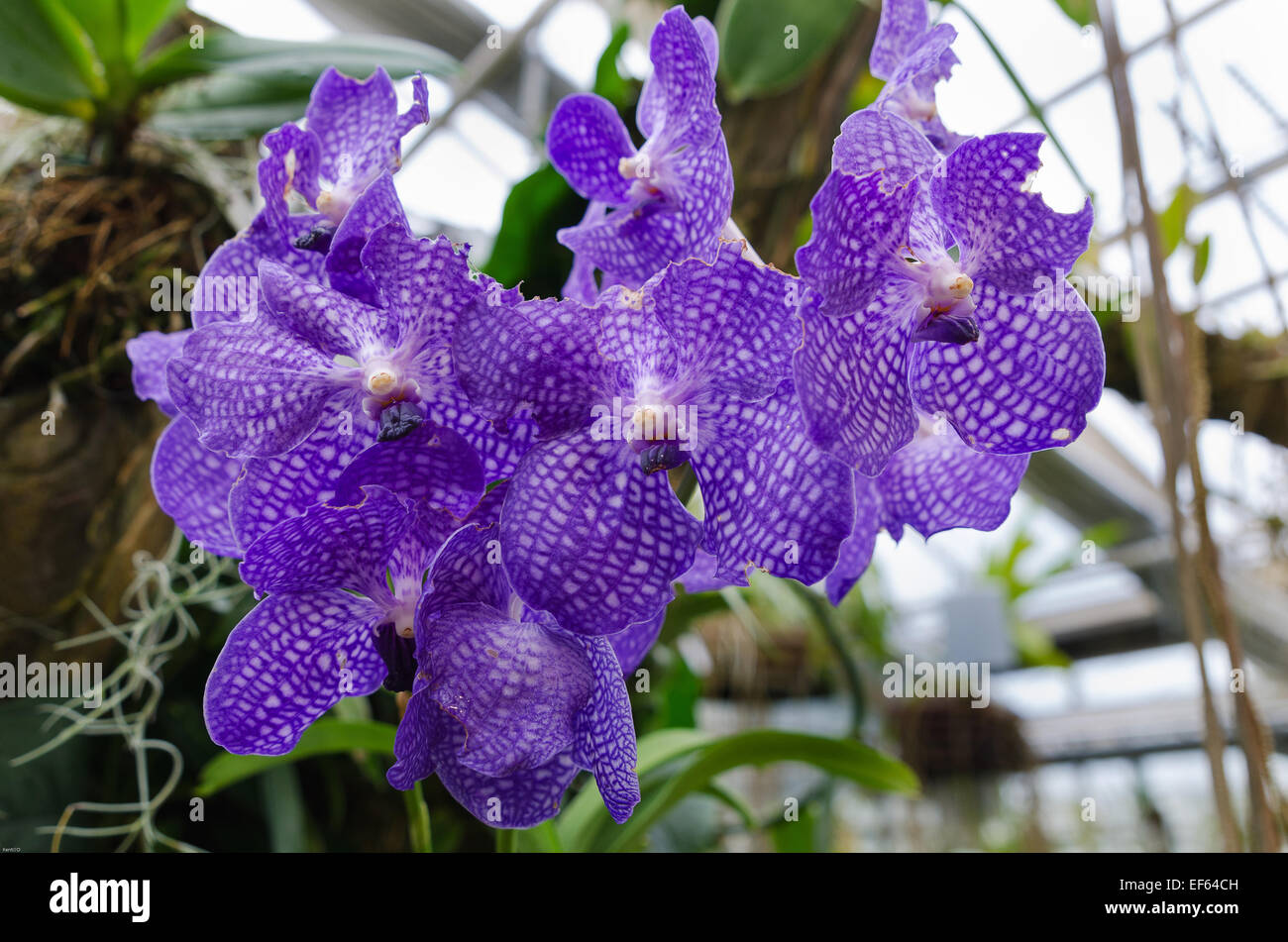 Una bella orchide dalla famiglia Vanda molto bel colore Foto Stock