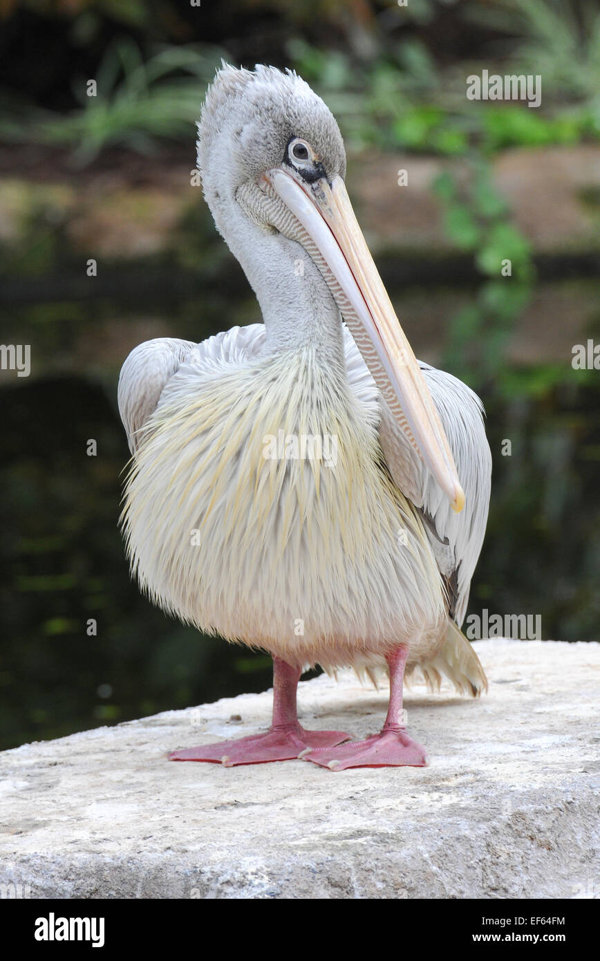 Pelican in piedi su una pietra. Foto Stock