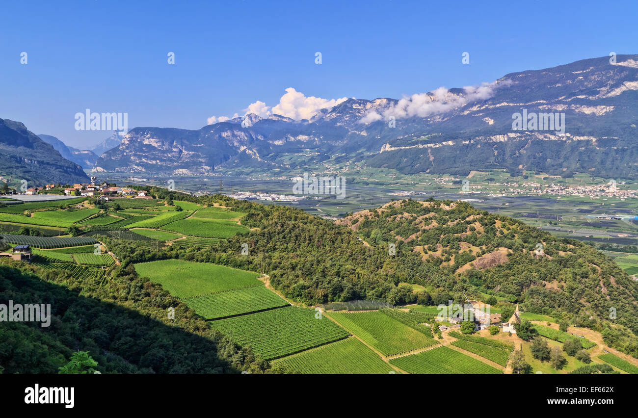 Panoramica della Valle dell Adige con vigna sul primo piano, Italia Foto Stock