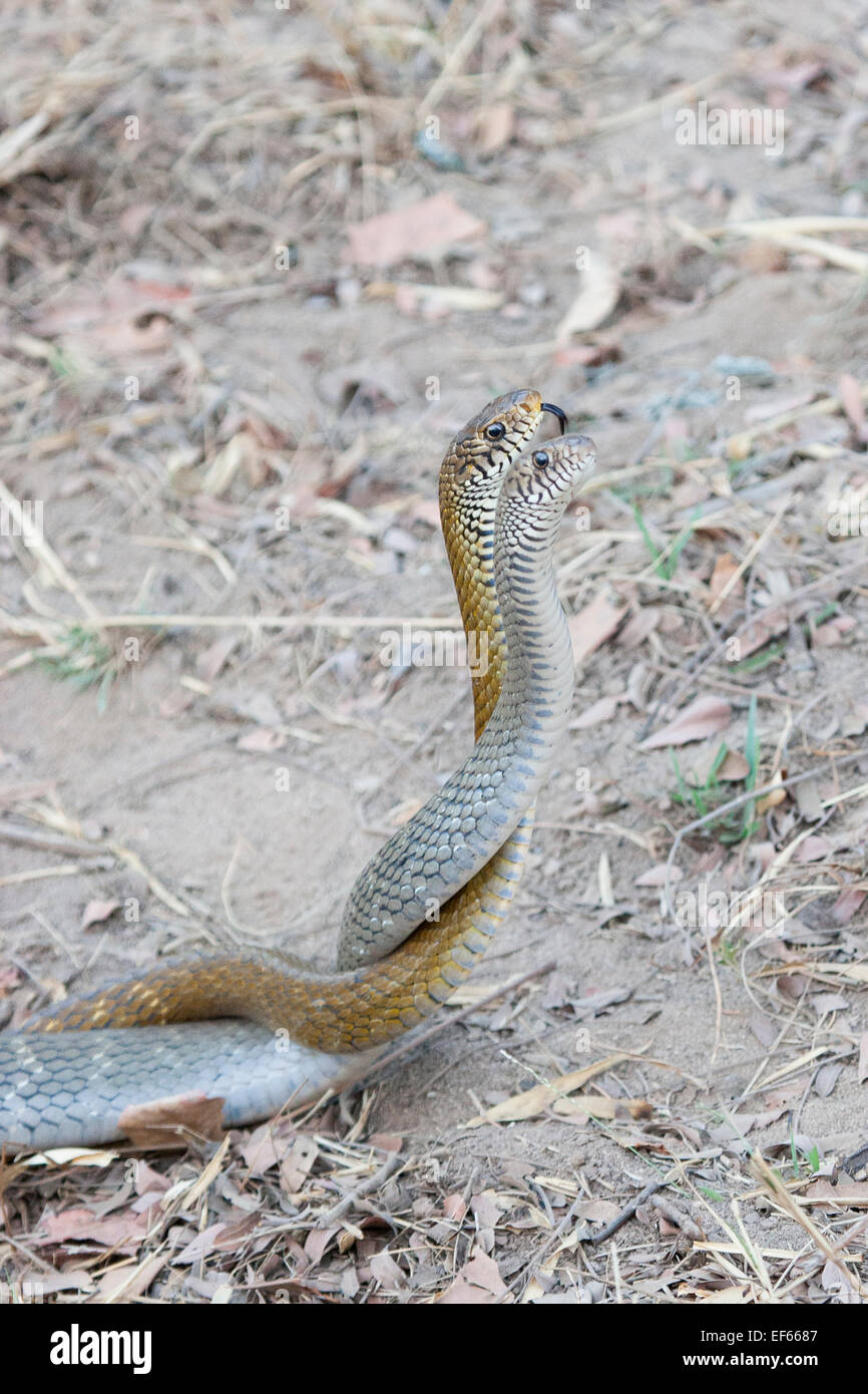 BANDHAVGARH, INDIA una coppia di serpenti di ratto (Ptyas mucosus) coniugata. Foto Stock