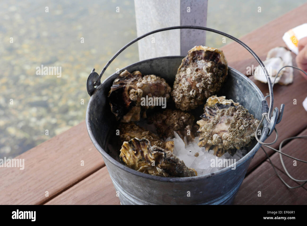 Oyster, Taylor Crostacei Samish Farm Store, le Isole San Juan, Puget Sound, nello Stato di Washington Foto Stock