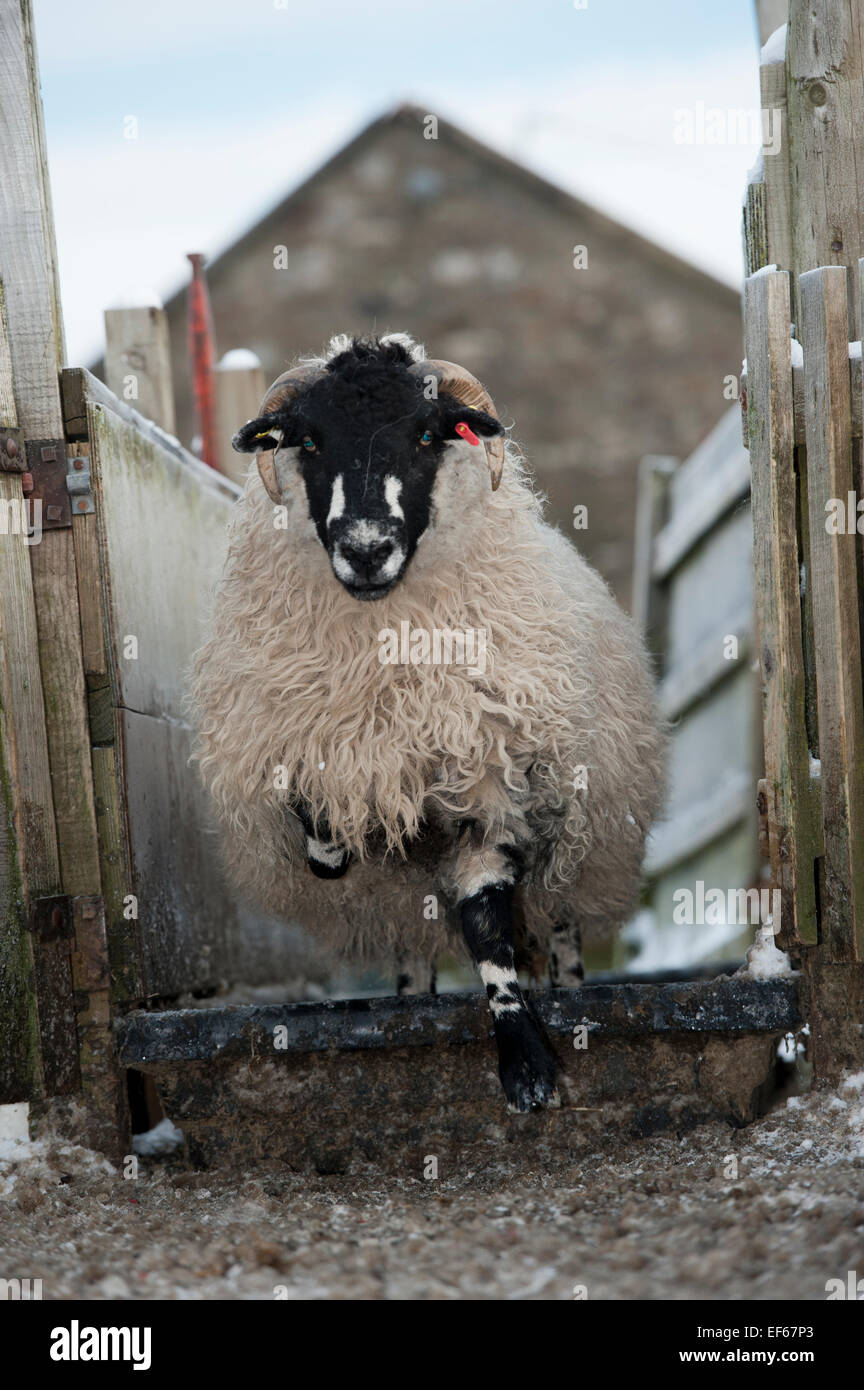 Pecore Dalesbred passando attraverso un pediluvio per aiutare a prevenire il piede rot. North Yorkshire, Regno Unito Foto Stock