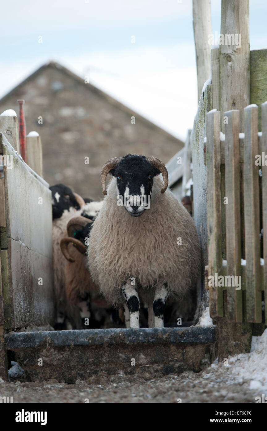 Pecore dalesbred passando attraverso un pediluvio per aiutare a prevenire il piede rot. North Yorkshire, Regno Unito Foto Stock