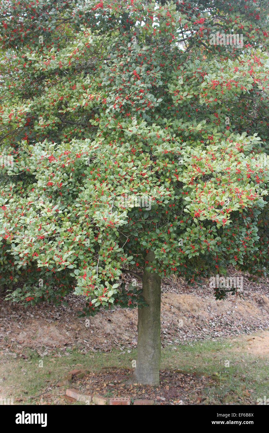 American holly tree con luminosi di bacche rosse Foto Stock