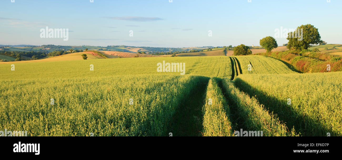 Paesaggio rurale scena. Foto Stock
