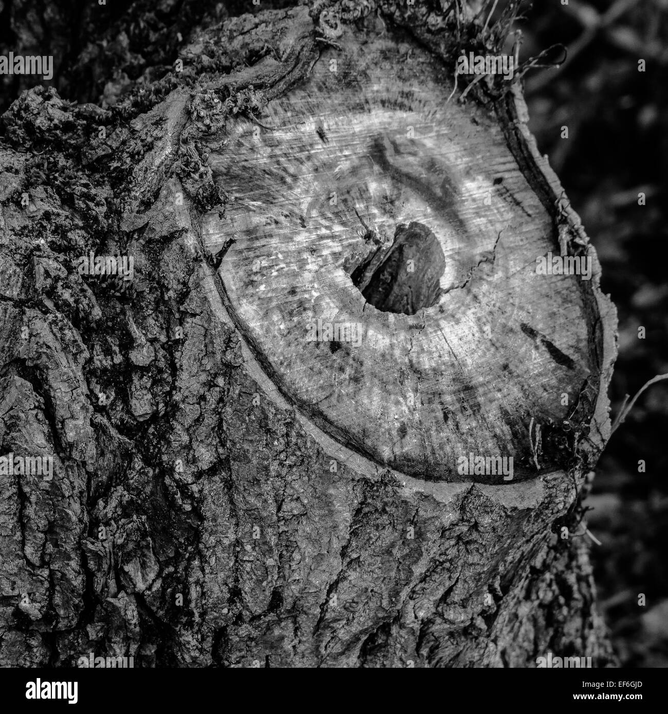Ceppo di albero, Bedfordshire, Regno Unito Foto Stock