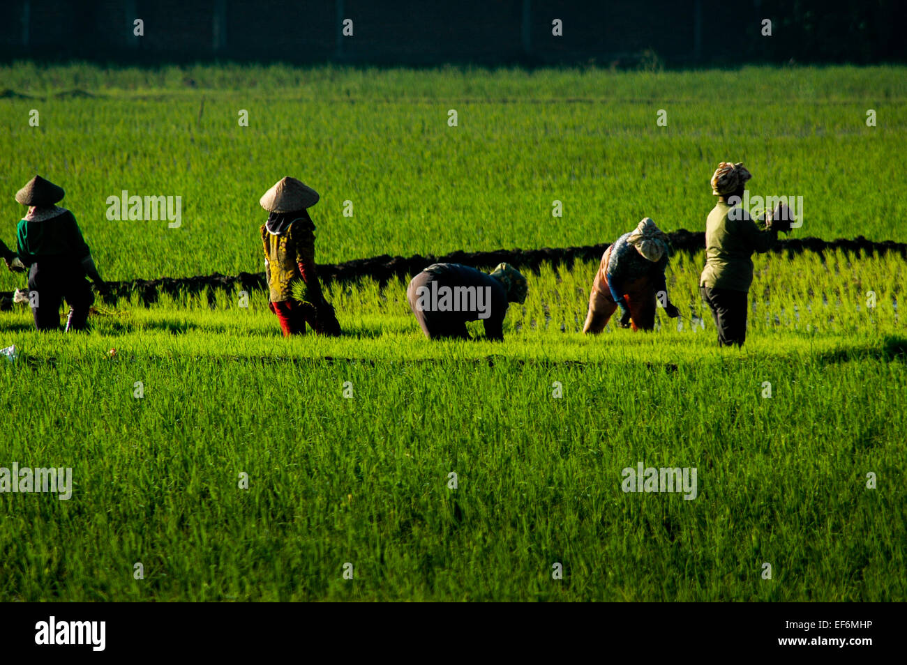 Donne agricoltori che lavorano in un campo di risaie a Bandung, Giava occidentale, Indonesia. Foto Stock