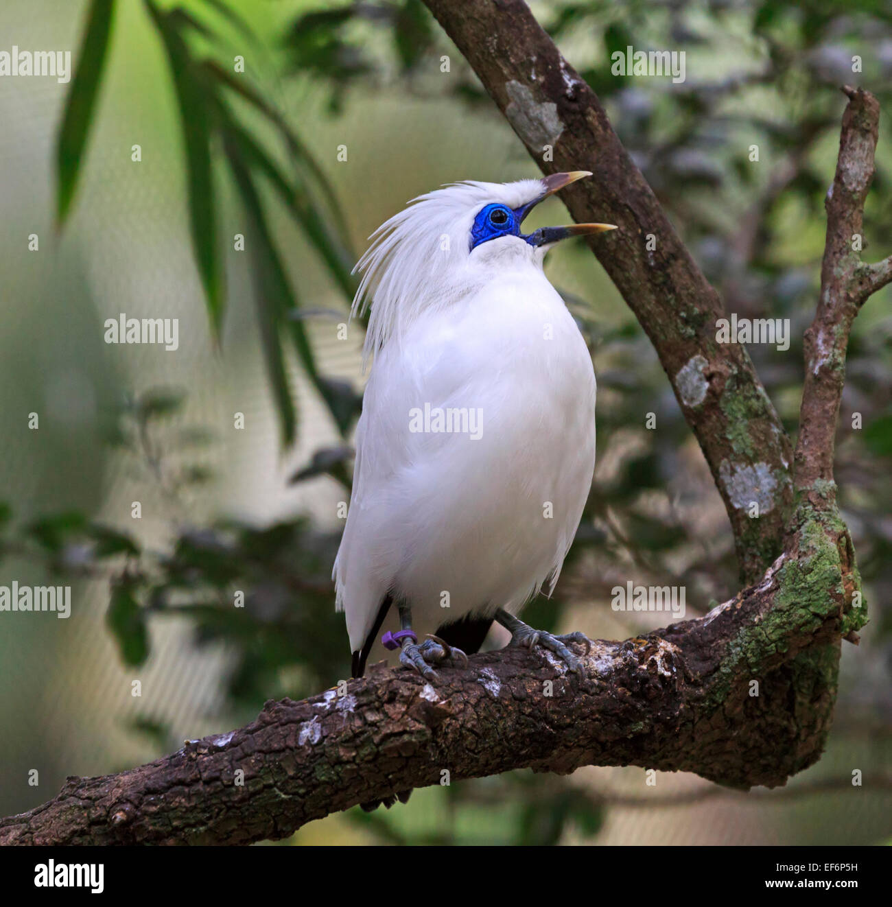 Bali Myna, Leucopsar rothschildi Foto Stock