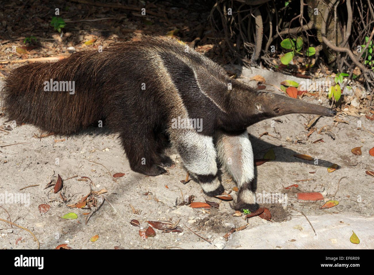 Anteater gigante, Myrmecophaga tridactyla Foto Stock