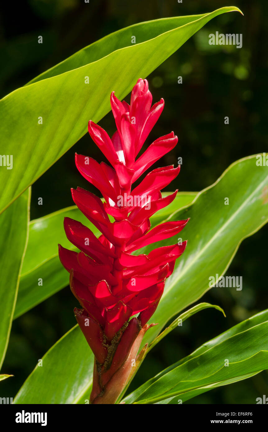 Alpinia purpurata, Red Ginger Foto Stock