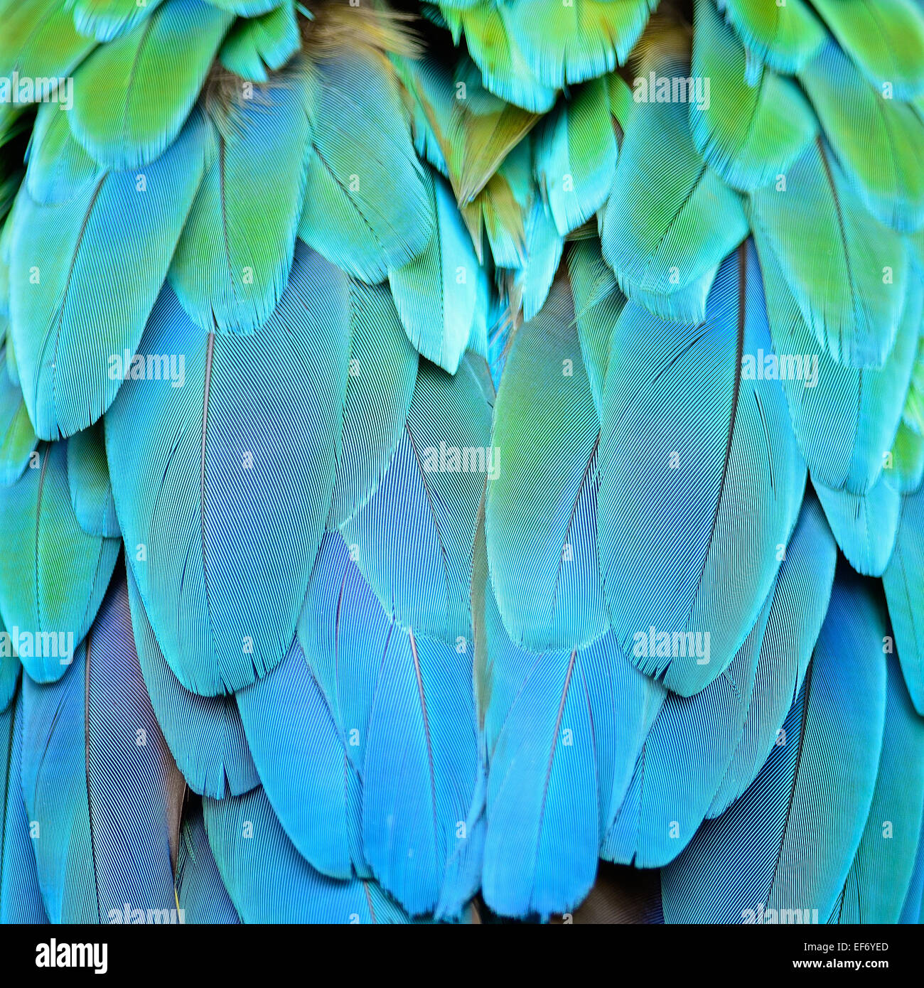 Piume colorate, Arlecchino Macaw feathers texture di sfondo Foto Stock