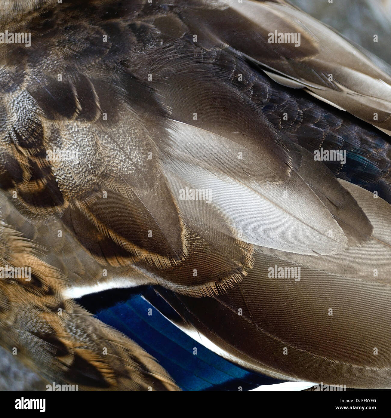Il germano reale (Anas platyrhynchos) duck piume texture di sfondo Foto Stock