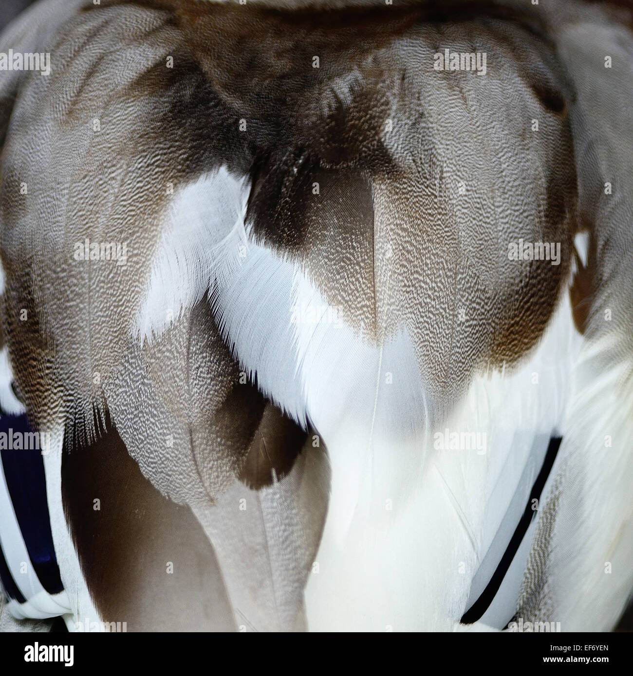 Il germano reale (Anas platyrhynchos) duck piume texture di sfondo Foto Stock