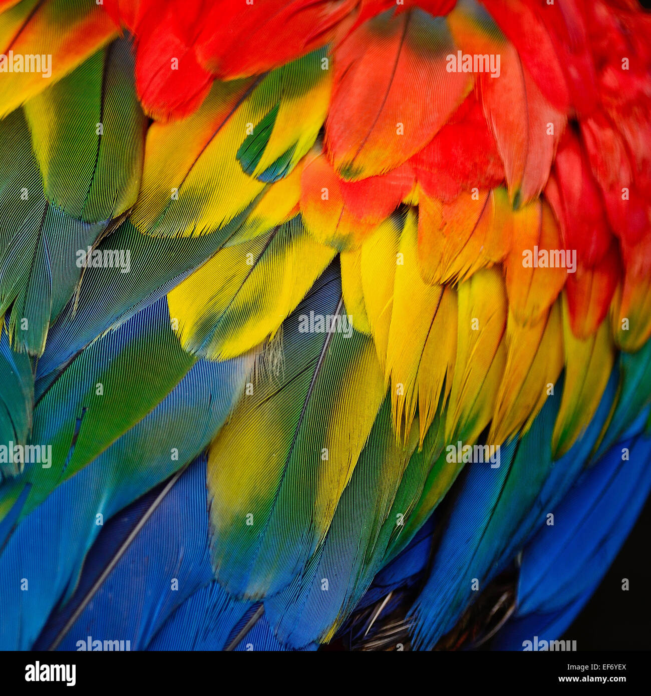 Piume variopinte, Scarlet Macaw feathers texture di sfondo Foto Stock
