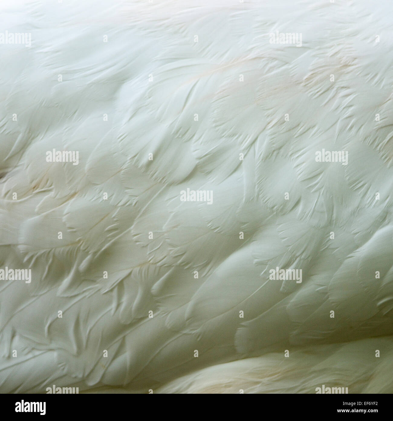 Vista dettagliata del White Swan piume texture di sfondo Foto Stock