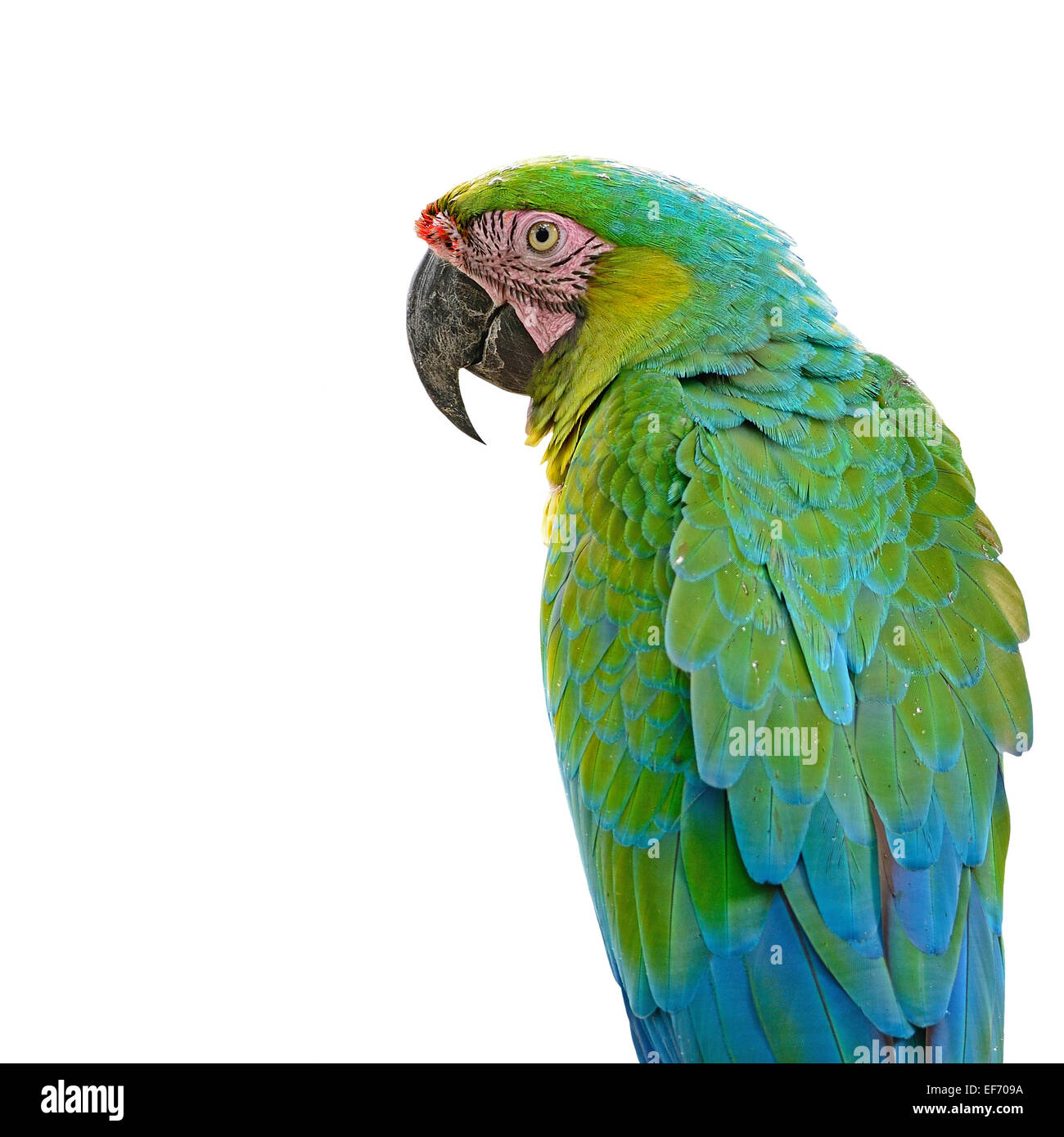 Colorato Macaw, Arlecchino Macaw voliera, in piedi sul log, isolato su sfondo bianco Foto Stock