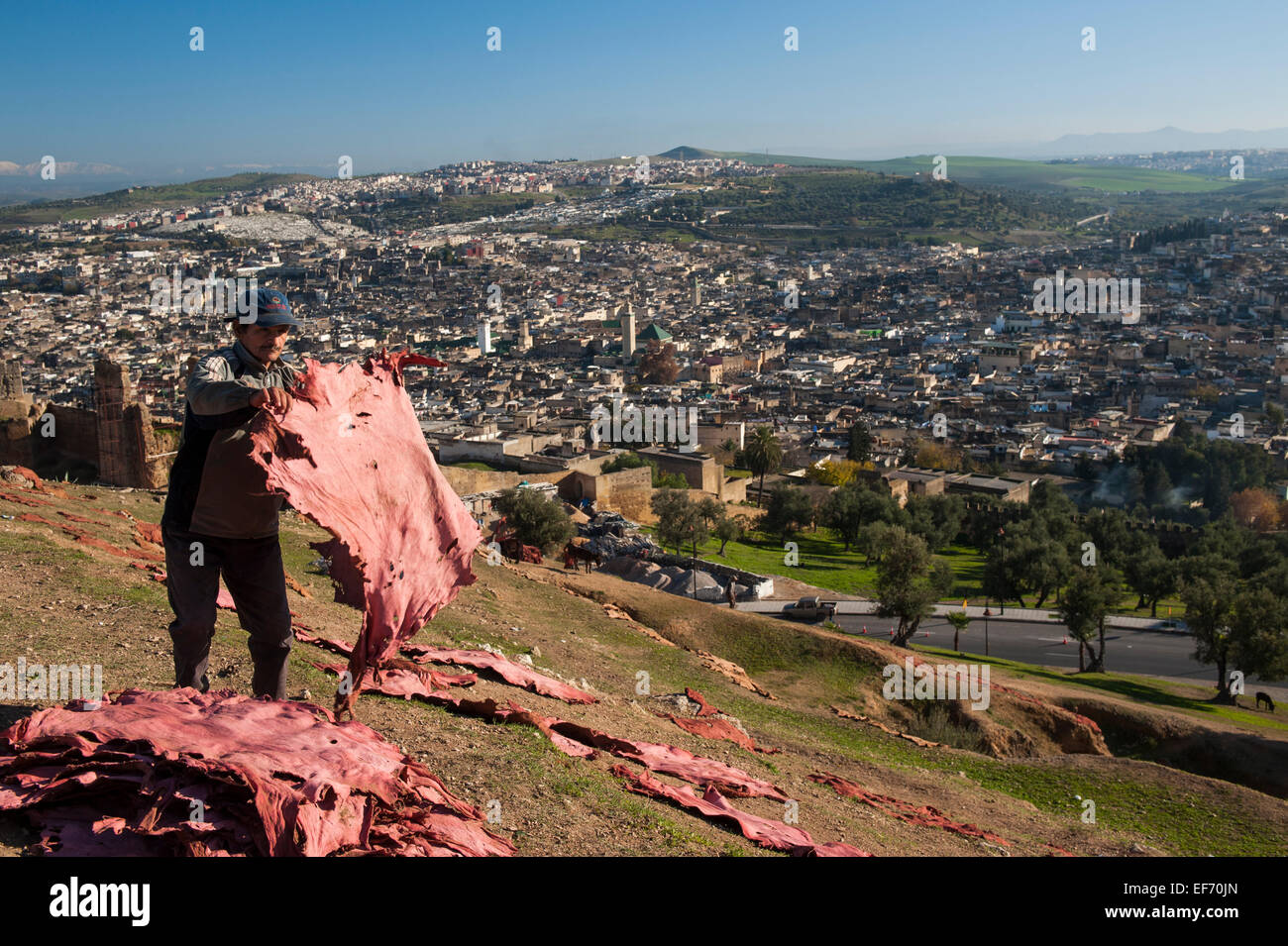 Un uomo di raccolta in cuoio tinti che è stato lasciato fuori ad asciugare su una collina sopra il Fez Medina di Fez, Marocco Foto Stock