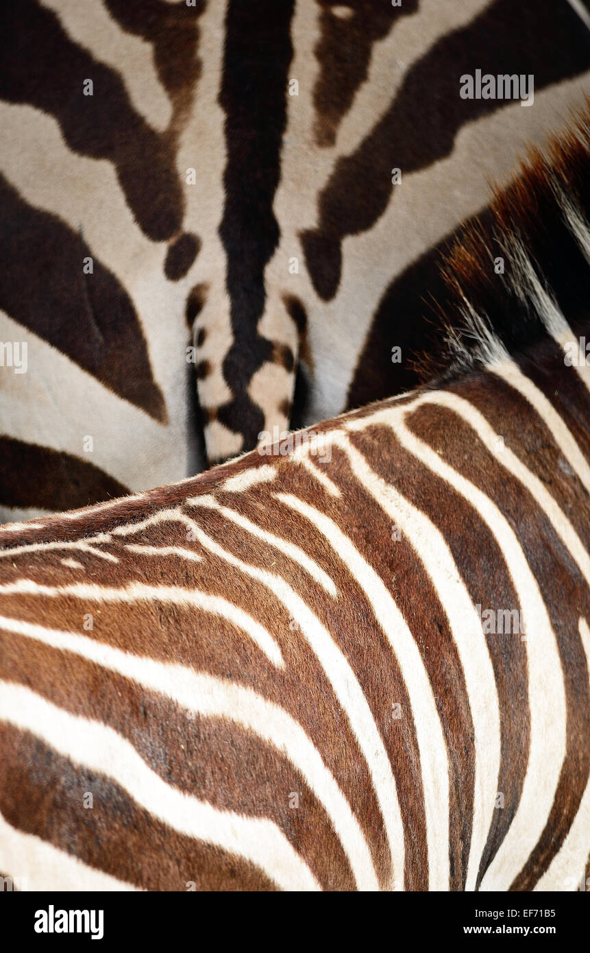 Pelle di animale, comune o Zebra Burchell's Zebra (Equus burchelli), striped texture di sfondo Foto Stock