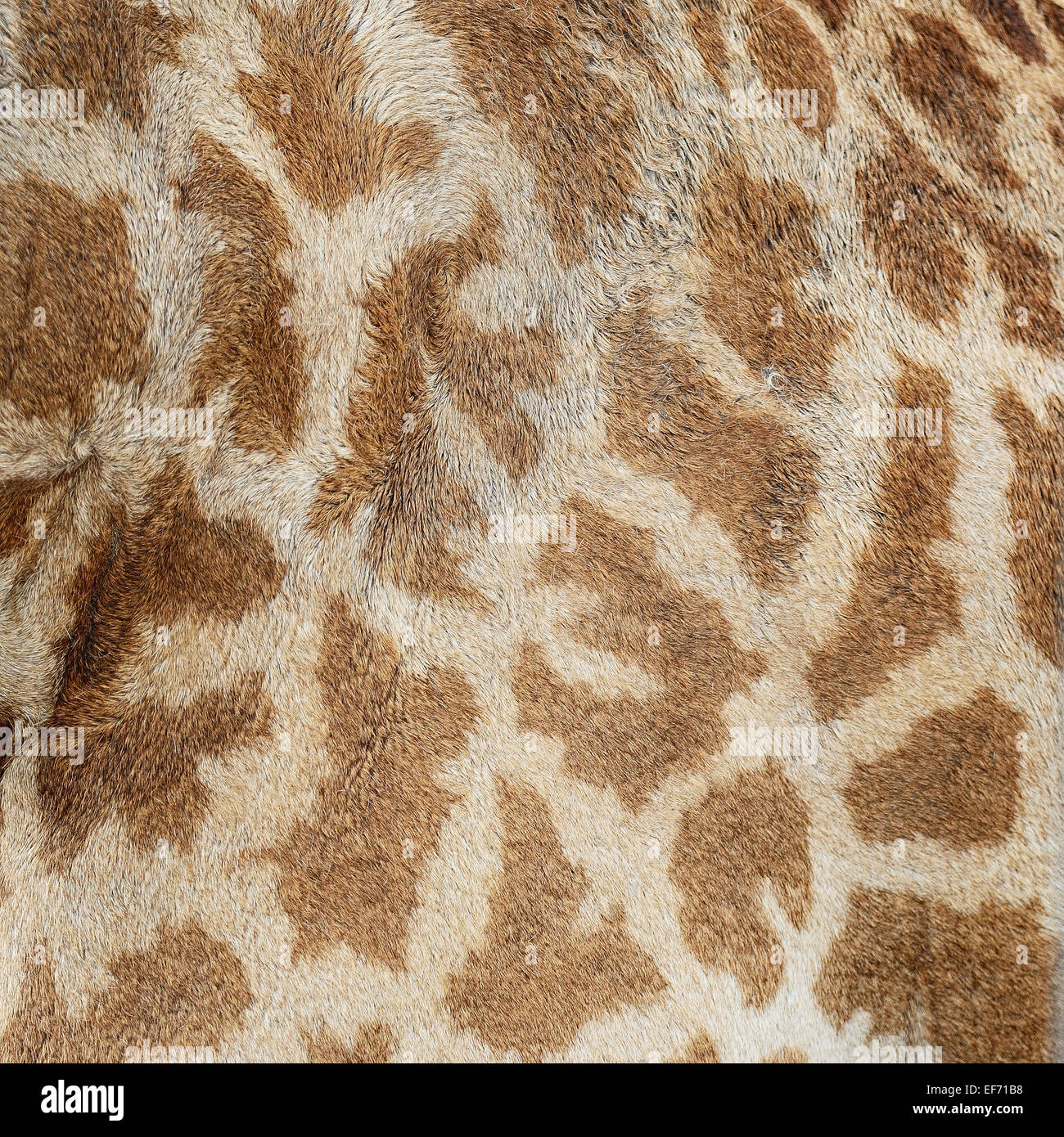 Vera pelle di Giraffe (Girafta camelopardalis) Foto Stock