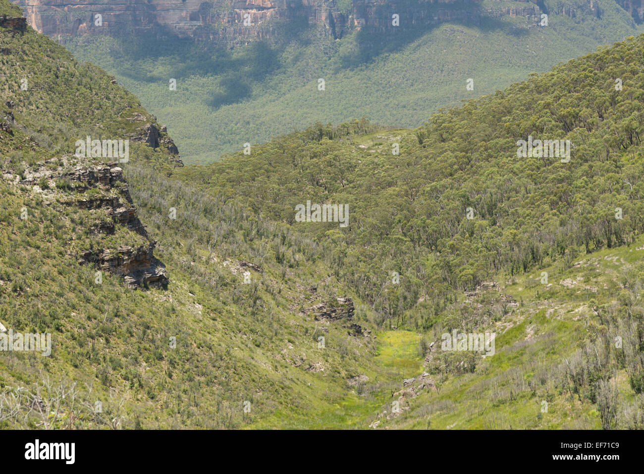Una fotografia di una lussureggiante valle verde nelle Blue Mountains vicino a Sydney in Australia. Il Blue Mountains è una regione montagnosa ho Foto Stock
