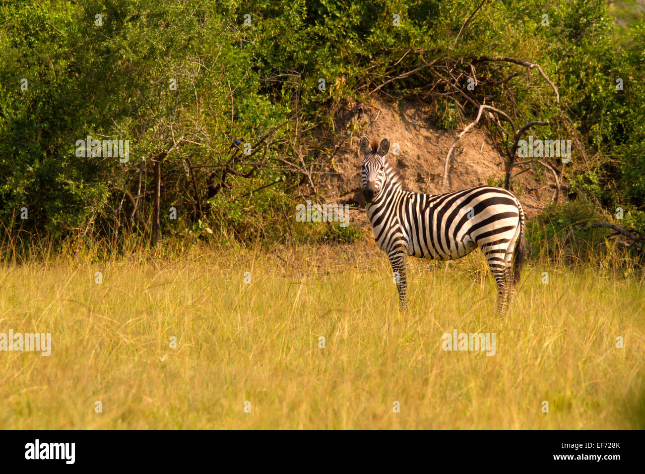 Curiousburchell's zebra (Equus quagga burchellii) in piedi nella prateria Foto Stock