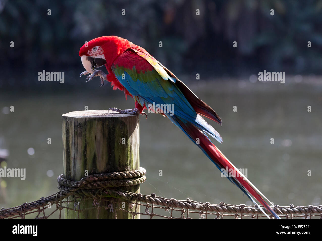 Verde-winged macaw, Ara chloropterus Foto Stock