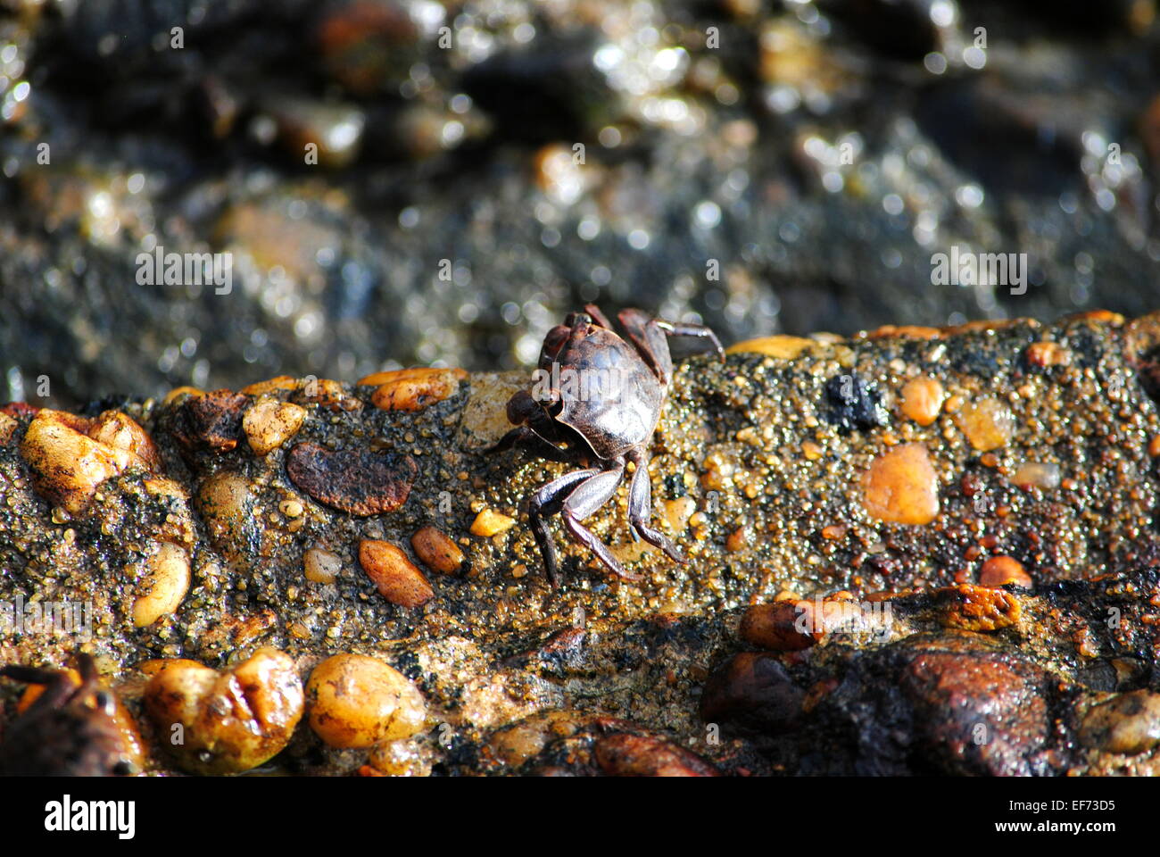 Pietra Granchio, fare ciò che sa fare meglio, strisciando intorno, su una cengia sassosa. Foto Stock