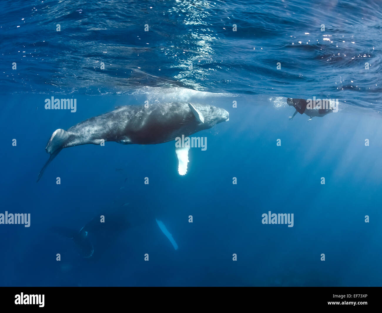 Humpback Whale (Megaptera novaeangliae), Argento banche, Repubblica Dominicana Foto Stock
