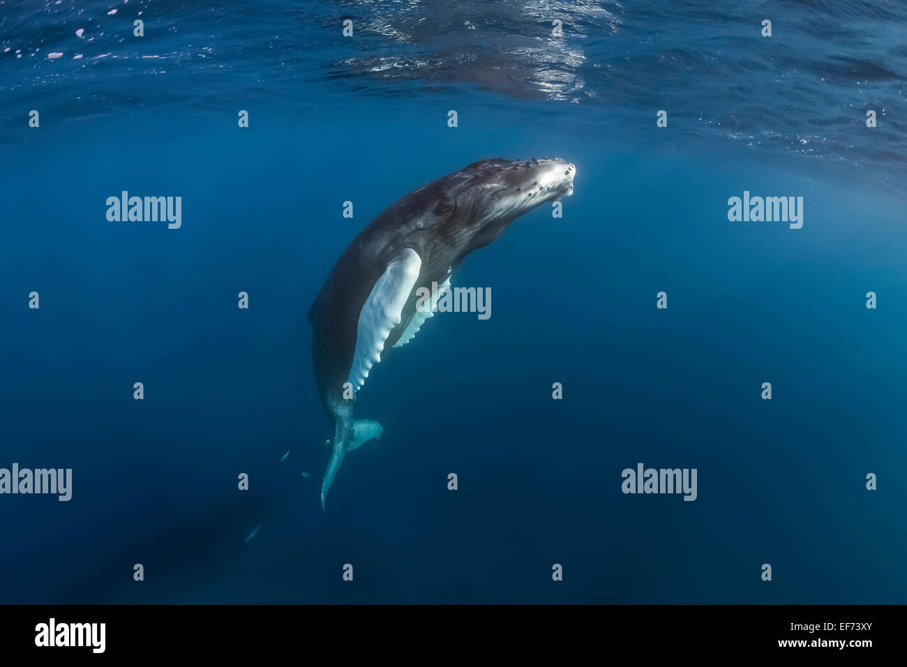 Humpback Whale (Megaptera novaeangliae), Argento banche, Repubblica Dominicana Foto Stock