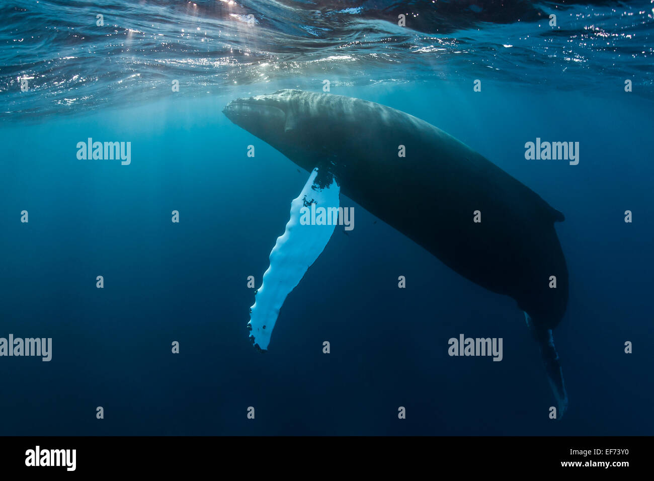 Humpback Whale (Megaptera novaeangliae), Argento banche, Repubblica Dominicana Foto Stock