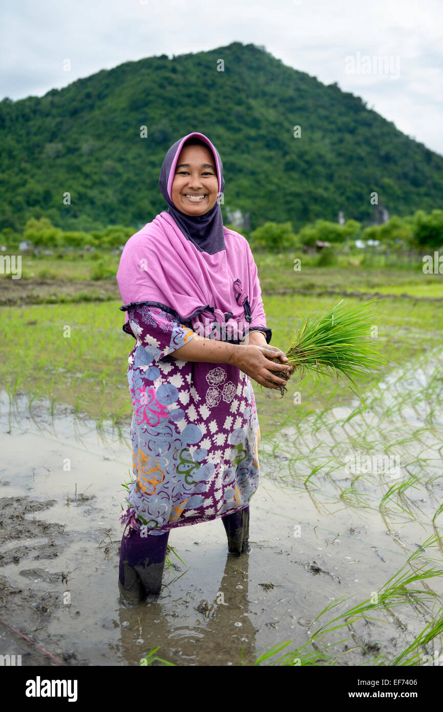 Contadino con pianticelle di riso in un invaso la risaia, Lam Teungo, sottodistretto Rozma, AD ACEH, INDONESIA Foto Stock