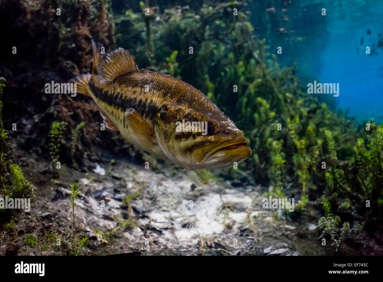 Largemouth Bass (micropterus salmoides) in Santa Fe River, Florida, Stati Uniti Foto Stock