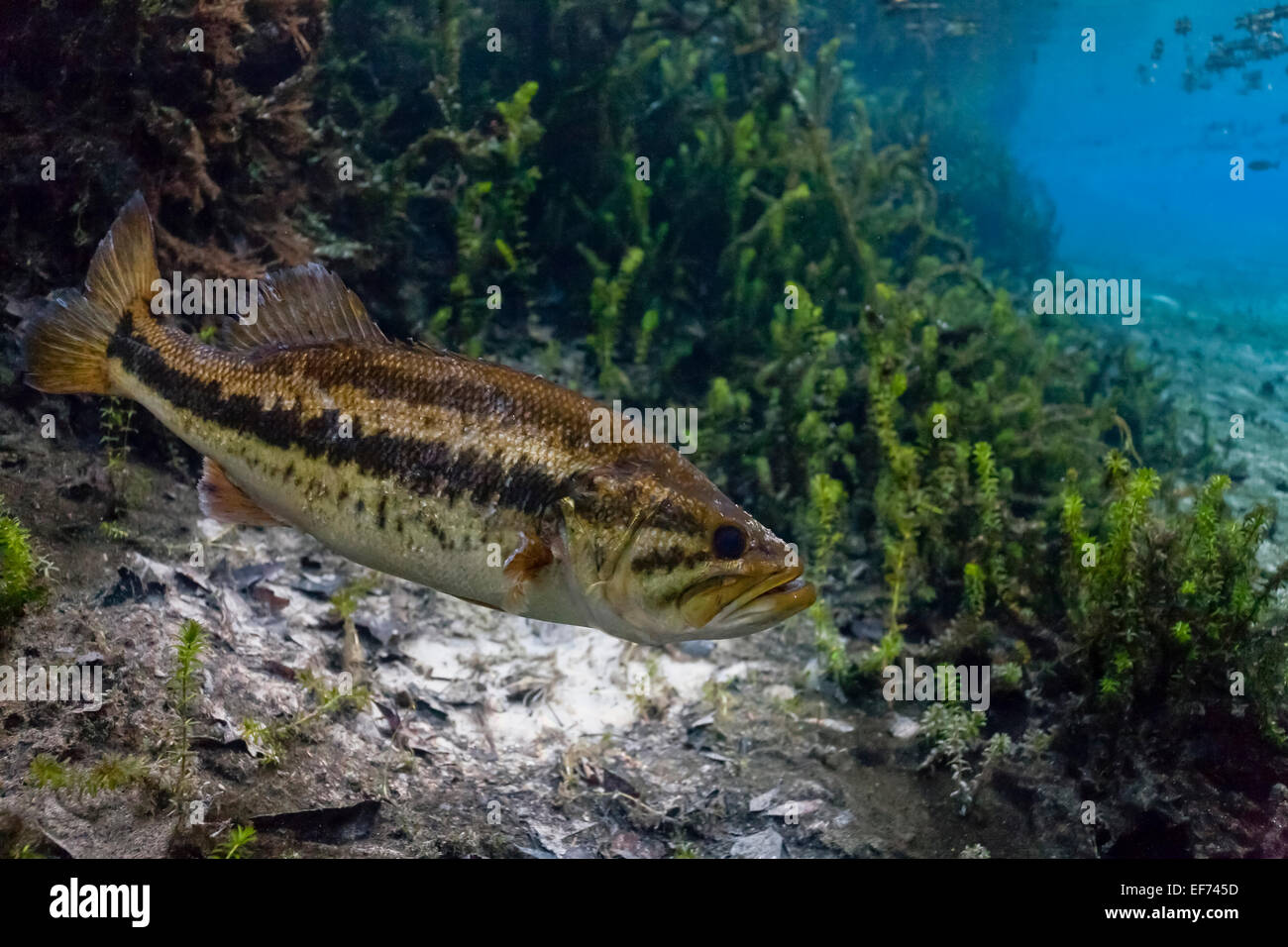 Largemouth Bass (micropterus salmoides) in Santa Fe River, Florida, Stati Uniti Foto Stock