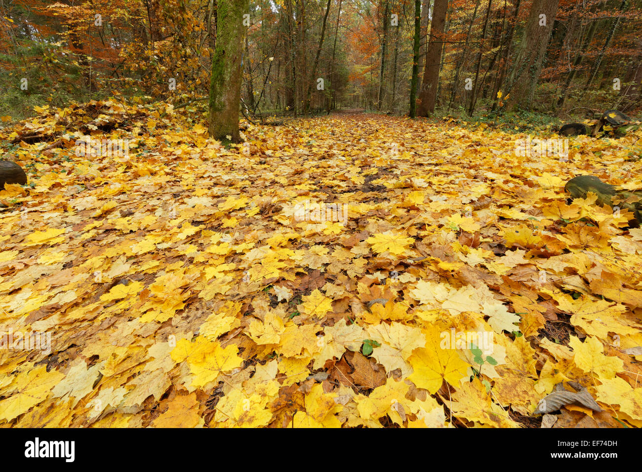 Giallo di foglie di acero, autunnale di strada forestale, fiume Isar, Geretsried, Alta Baviera, Baviera, Germania Foto Stock
