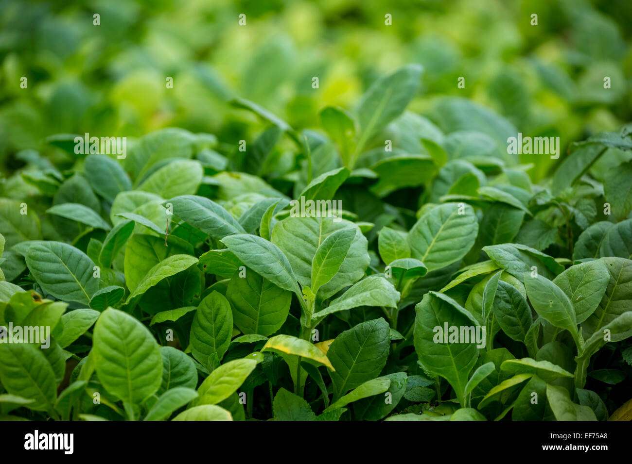 Le piante di tabacco (Nicotiana), letto crescente per le piantine di tabacco, Pinar del Rio Provincia, Cuba Foto Stock