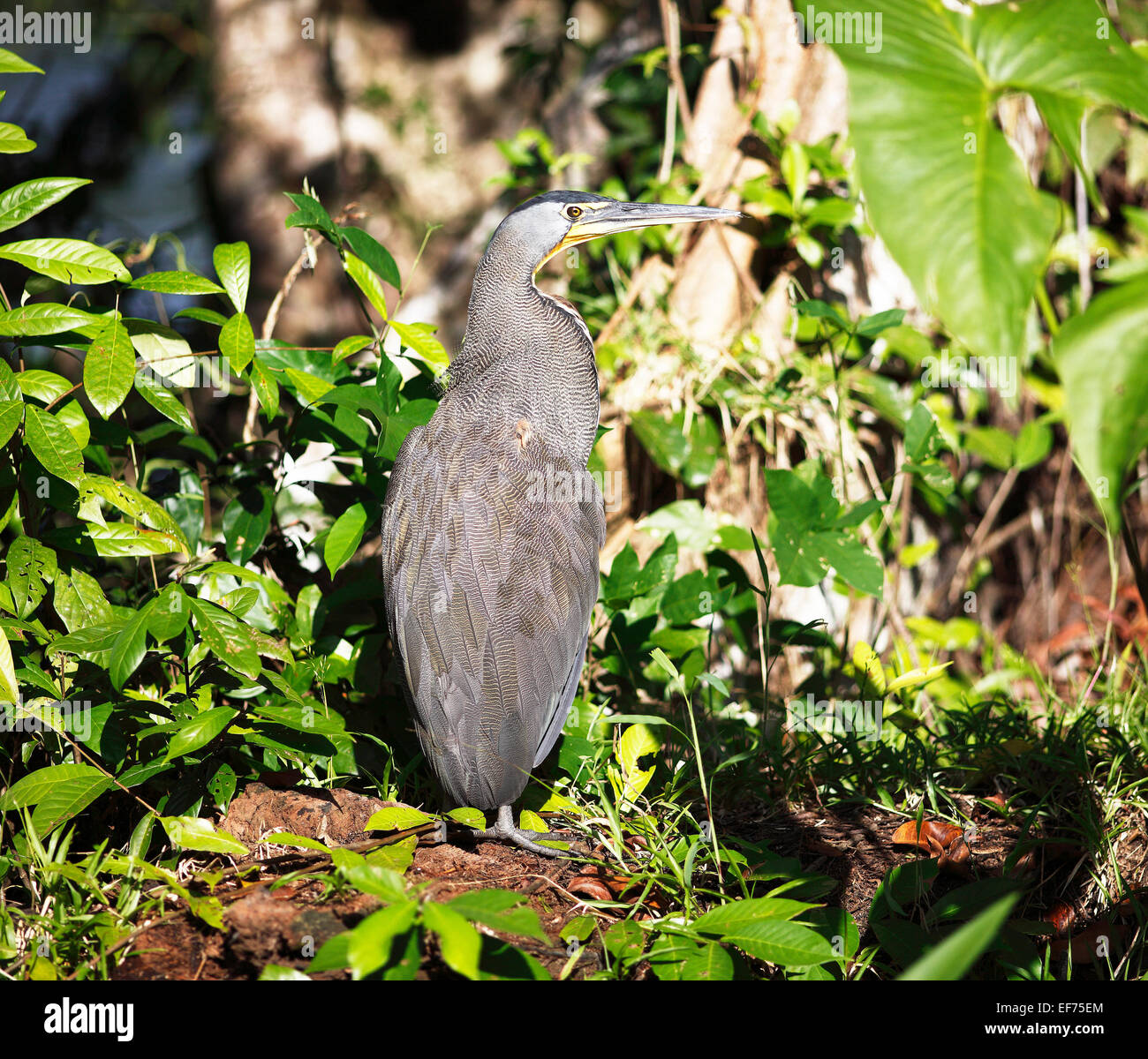 Tiger Heron (Tigrisoma sp.), il Parco Nazionale di Tortuguero, Limón Provincia, Costa Rica Foto Stock