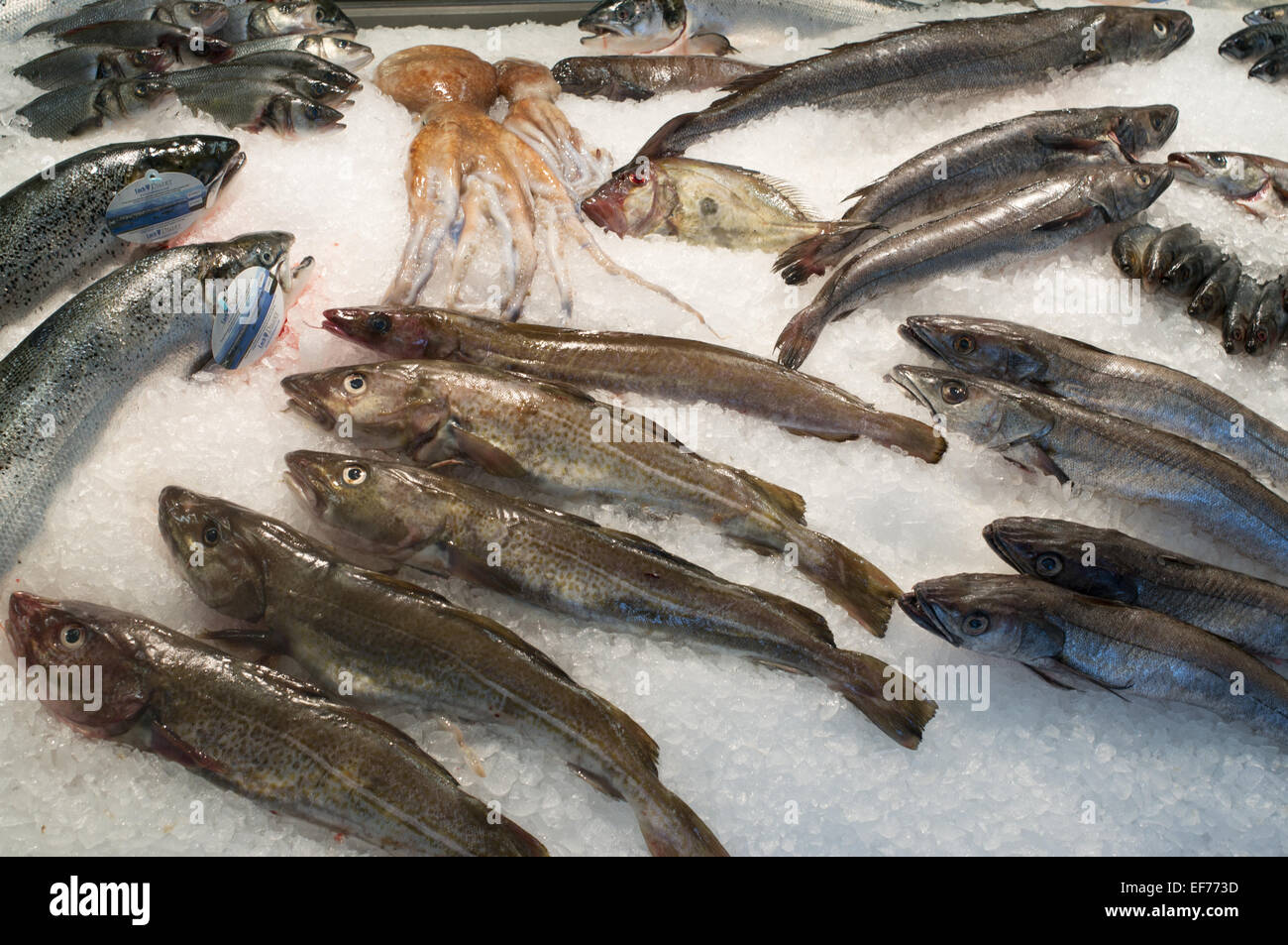 Una coperta di ghiaccio British pescivendoli soletta con una varietà di pesce e calamari in vendita Foto Stock