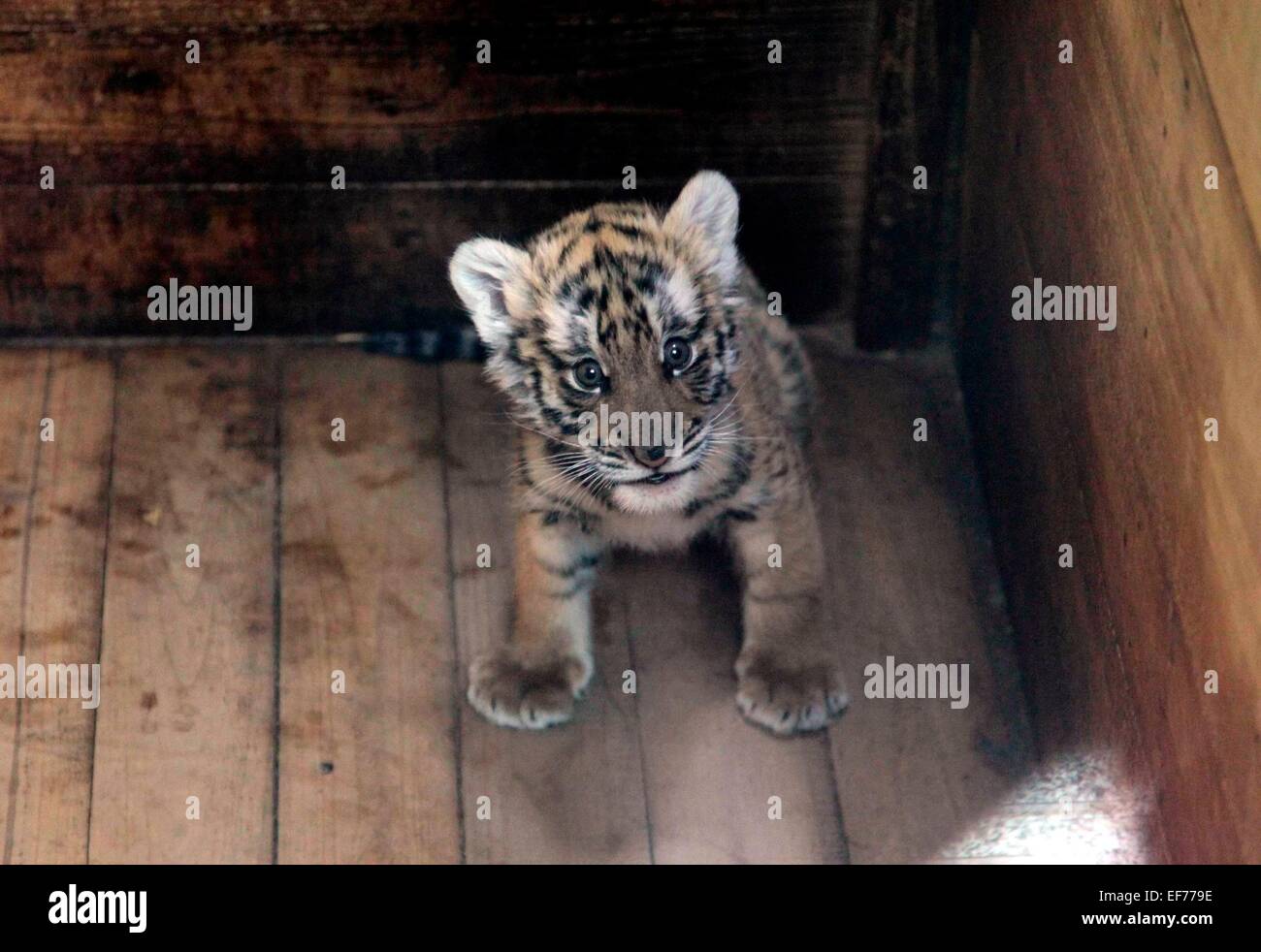 Nanching, , Jiangxi, Cina. Il 28 gennaio, 2015. Il bambino South China tiger che essere abusato prima di avere una vita di felicità in zoo di Nanchang, Jiangxi in Cina il 28 gennaio, 2015 Credit: Foto superiore Corporation/Alamy Live News Foto Stock