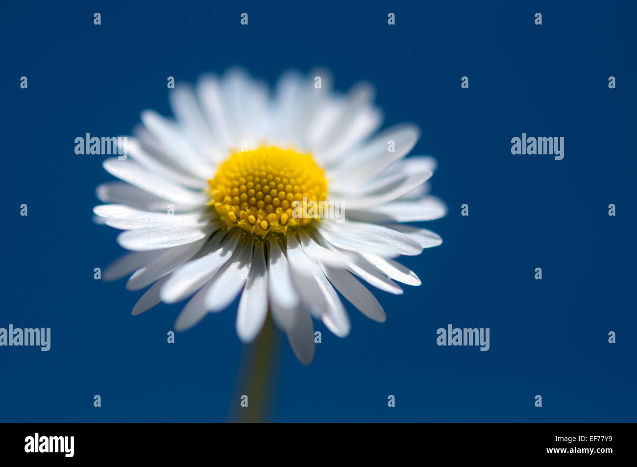 Daisy (Bellis perennis) in stretta fino con soffici petali di colore bianco e giallo centro. Sfondo blu. Foto Stock