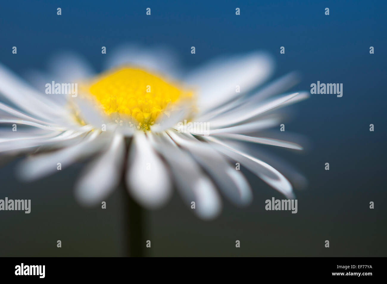 Daisy (Bellis perennis) in stretta fino con soffici petali di colore bianco e giallo centro. Sfondo blu. Foto Stock