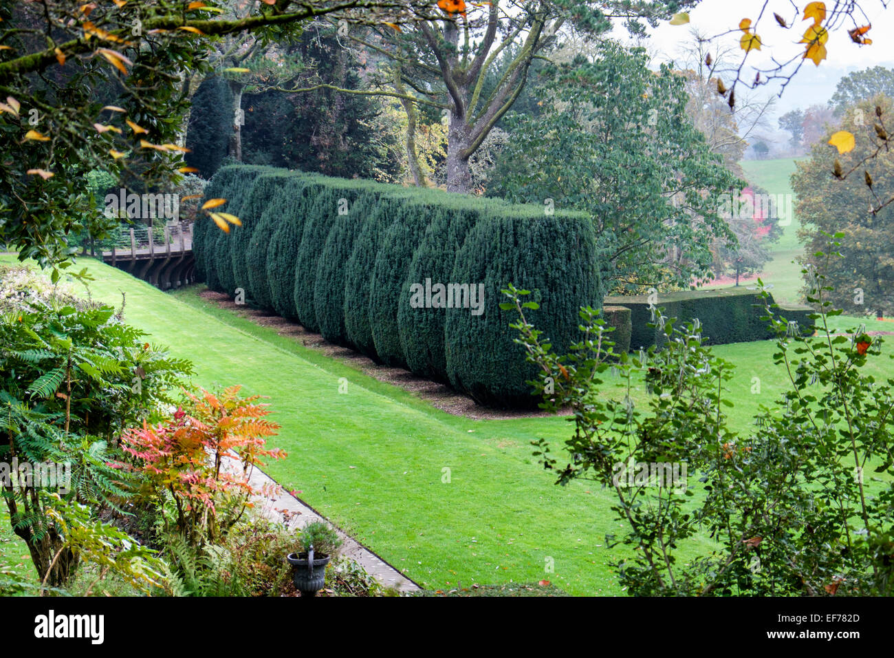 Fila di topiaria da Yew alberi in un giardino formale Foto Stock