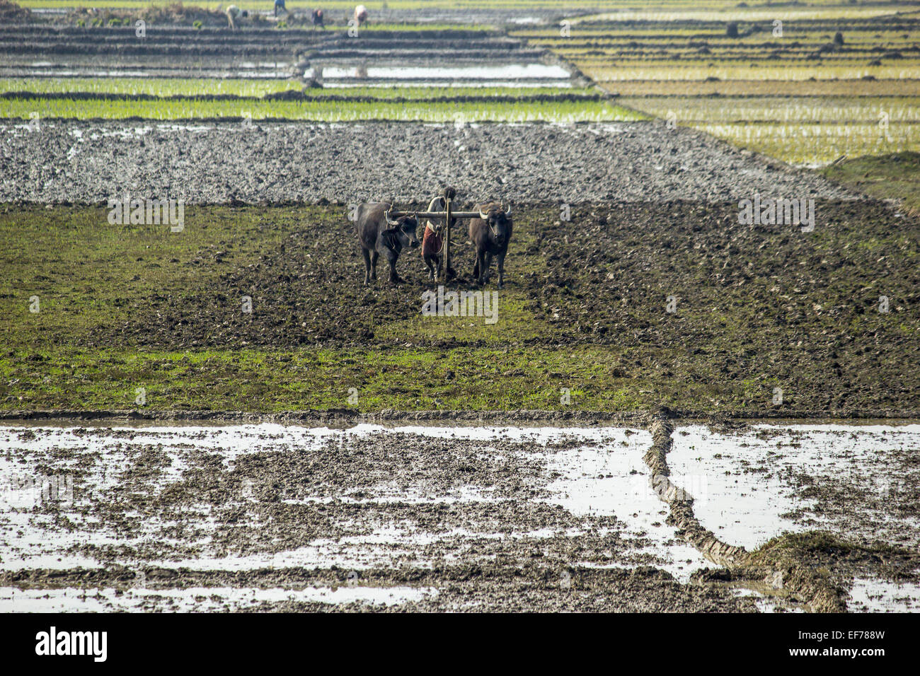 Morigaon, Assam, India. 28 gen, 2015. Un indiano contadino ara il suo settore agricolo con i bufali per piantare paddy alberelli Morigaon nel distretto di nord-est Assam il 28 gennaio 2015. In India circa 650 milioni di persone si guadagnano il loro sostentamento dall'agricoltura e si colloca al secondo posto nel mondo nella produzione agricola. Il contributo economico di agricoltura per il PIL indiano è in costante diminuzione con il paese della crescita economica su ampia base. © Luit Chaliha/ZUMA filo/ZUMAPRESS.com/Alamy Live News Foto Stock