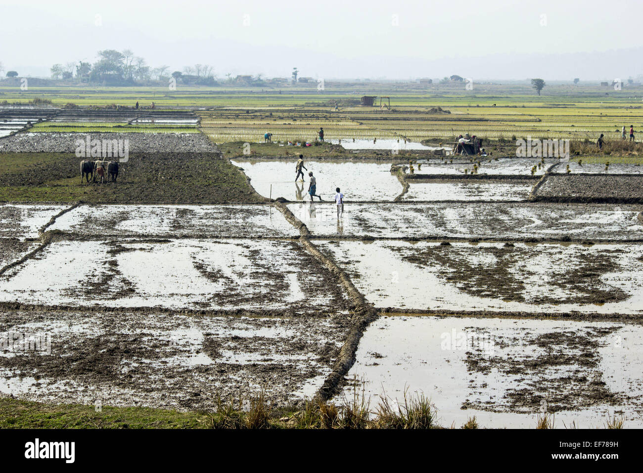 Morigaon, Assam, India. 28 gen, 2015. Gli agricoltori indiani preparano il loro settore agricolo per piantare paddy alberelli Morigaon nel distretto di nord-est Assam il 28 gennaio 2015. In India circa 650 milioni di persone si guadagnano il loro sostentamento dall'agricoltura e si colloca al secondo posto nel mondo nella produzione agricola. Il contributo economico di agricoltura per il PIL indiano è in costante diminuzione con il paese della crescita economica su ampia base. © Luit Chaliha/ZUMA filo/ZUMAPRESS.com/Alamy Live News Foto Stock