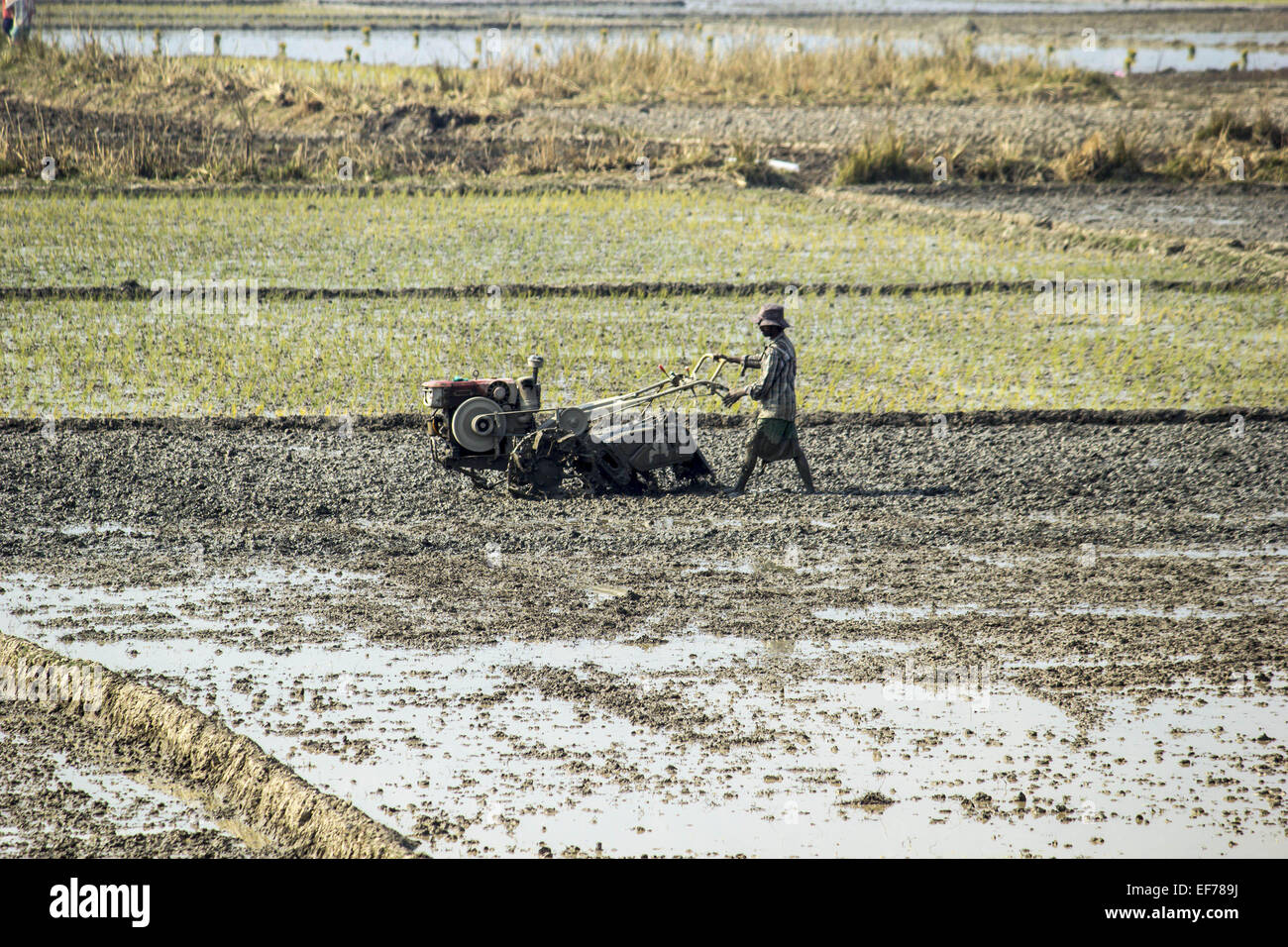Morigaon, Assam, India. 28 gen, 2015. Un agricoltore indiano preparare il suo settore agricolo per piantare paddy alberelli Morigaon nel distretto di nord-est Assam il 28 gennaio 2015. In India circa 650 milioni di persone si guadagnano il loro sostentamento dall'agricoltura e si colloca al secondo posto nel mondo nella produzione agricola. Il contributo economico di agricoltura per il PIL indiano è in costante diminuzione con il paese della crescita economica su ampia base. © Luit Chaliha/ZUMA filo/ZUMAPRESS.com/Alamy Live News Foto Stock