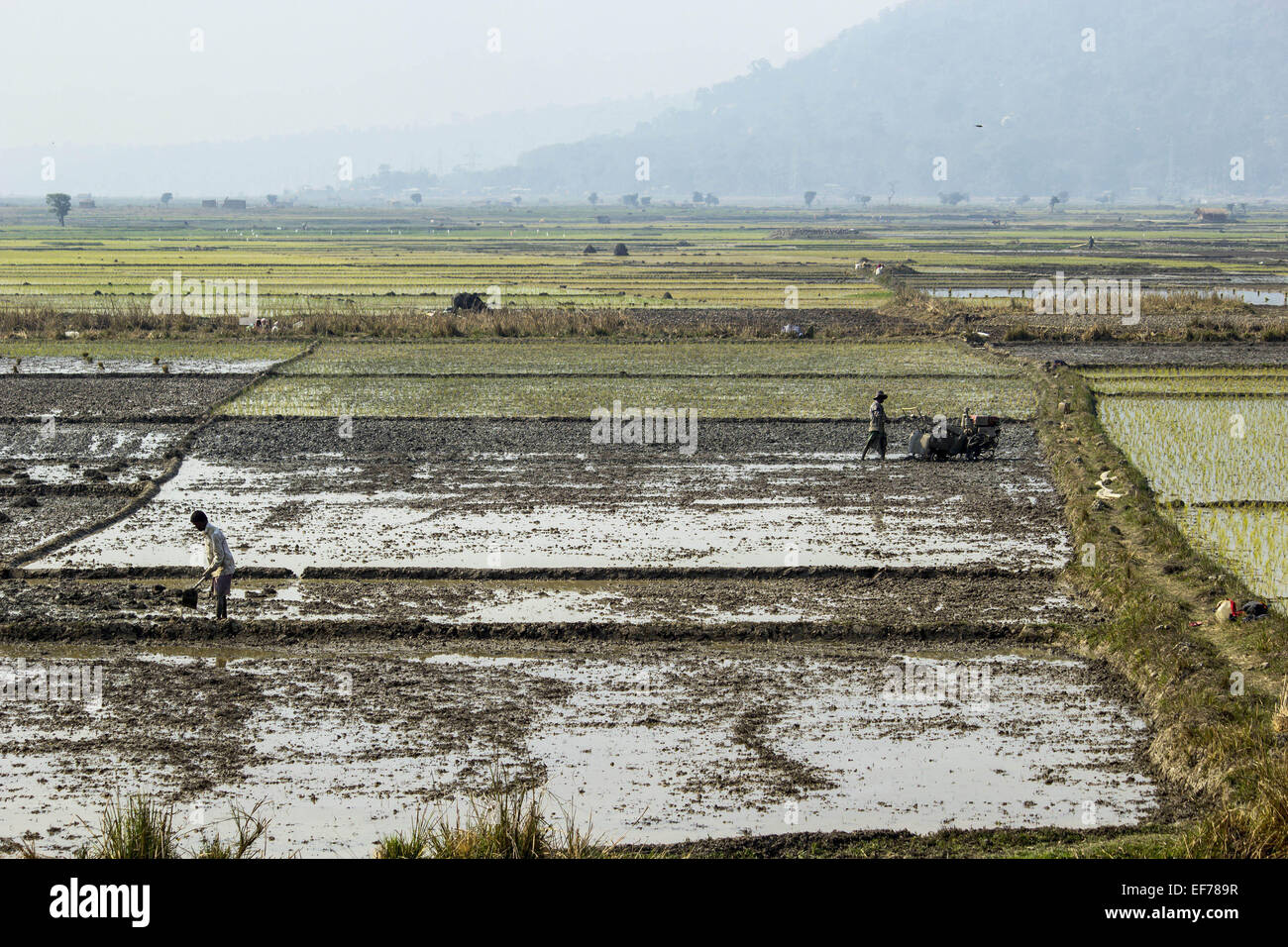 Morigaon, Assam, India. 28 gen, 2015. Gli agricoltori indiani preparano il loro settore agricolo per piantare paddy alberelli Morigaon nel distretto di nord-est Assam il 28 gennaio 2015. In India circa 650 milioni di persone si guadagnano il loro sostentamento dall'agricoltura e si colloca al secondo posto nel mondo nella produzione agricola. Il contributo economico di agricoltura per il PIL indiano è in costante diminuzione con il paese della crescita economica su ampia base. © Luit Chaliha/ZUMA filo/ZUMAPRESS.com/Alamy Live News Foto Stock
