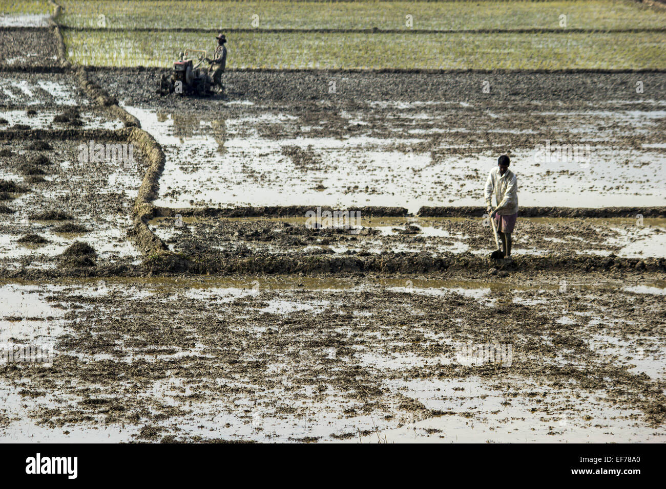 Morigaon, Assam, India. 28 gen, 2015. Gli agricoltori indiani preparano il loro settore agricolo per piantare paddy alberelli Morigaon nel distretto di nord-est Assam il 28 gennaio 2015. In India circa 650 milioni di persone si guadagnano il loro sostentamento dall'agricoltura e si colloca al secondo posto nel mondo nella produzione agricola. Il contributo economico di agricoltura per il PIL indiano è in costante diminuzione con il paese della crescita economica su ampia base. © Luit Chaliha/ZUMA filo/ZUMAPRESS.com/Alamy Live News Foto Stock