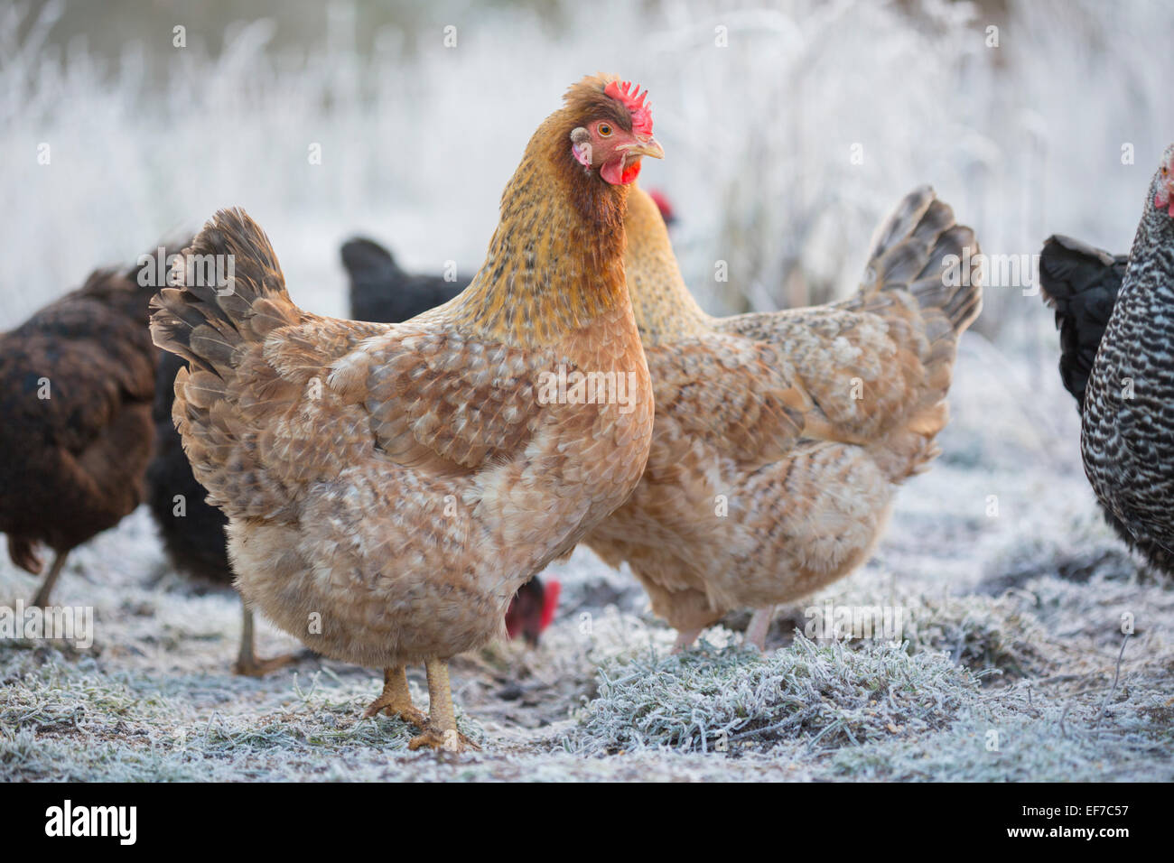 Free range galline polli. Foto Stock